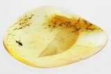 True Midge (Chironomidae) w/ Attached Parasitic Mites in Baltic Amber #325445-1